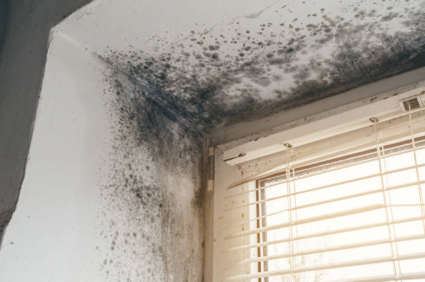 Affordable Mold Removal solutions in Goodyear, AZ